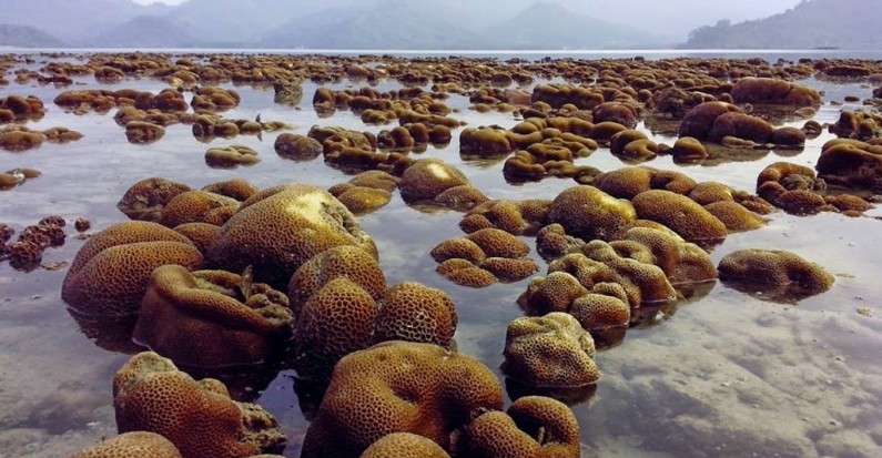 balak island arise coral